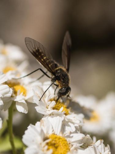 Lomatia sp.