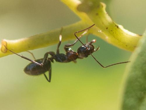 Réf. 233 266 : Camponotus sp.