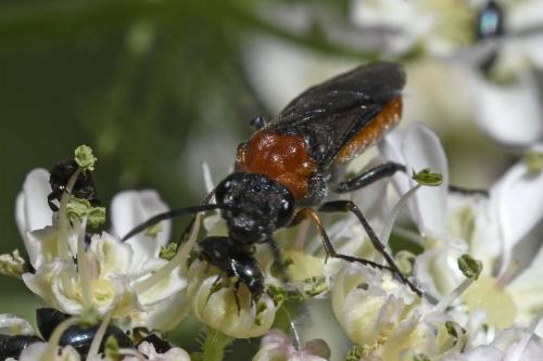 Réf. 233 083 : Dolerus sp.