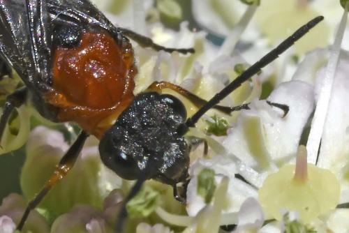 Réf. 233 086 : Dolerus sp.