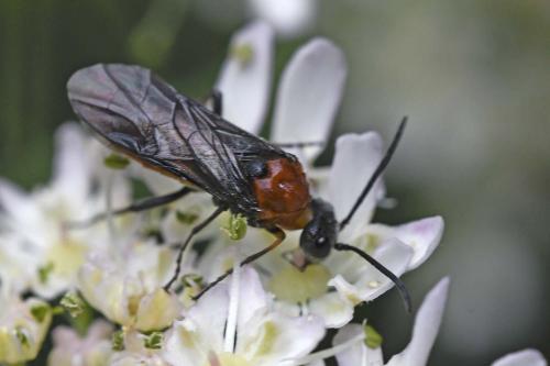 Dolerus sp.