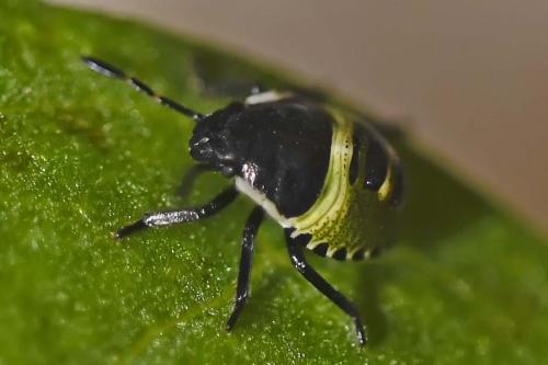 Palomena prasina