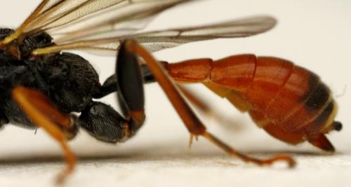 Tryphon sp.