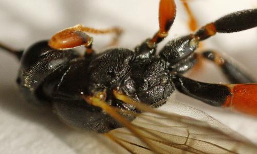 Tryphon sp.