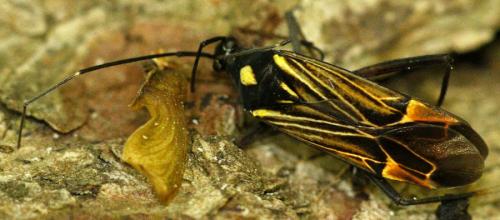 Miris striatus