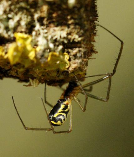 Réf. 233 049 : Neriene radiata