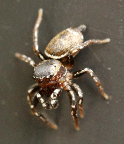 Réf. 233 213 : Heliophanus tribulosus