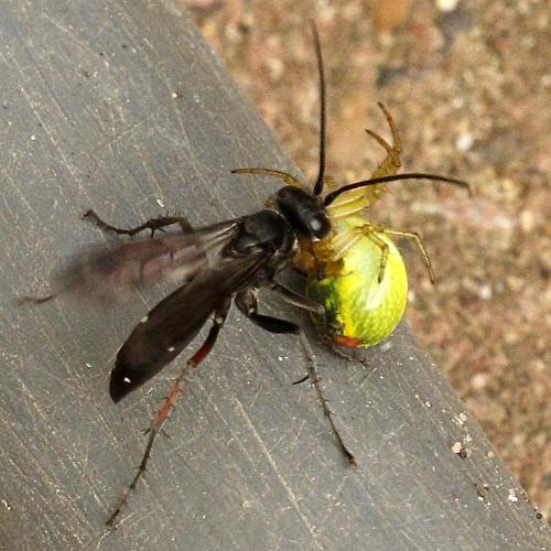 Episyron gallicum