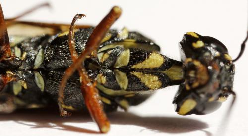 Xiphydria longicollis