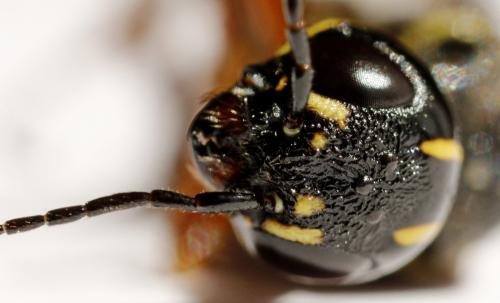 Xiphydria longicollis