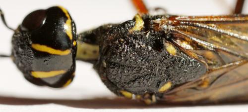 Xiphydria longicollis
