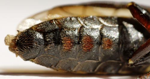 Xiphydria longicollis