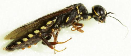 Xiphydria longicollis