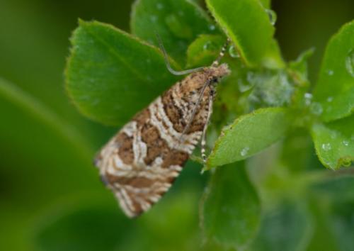 Celypha rivulana