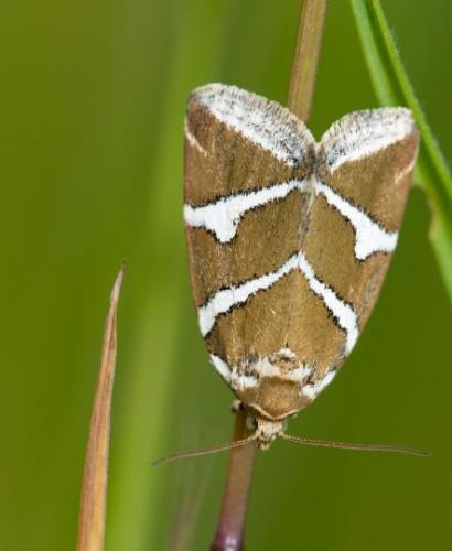Deltote bankiana