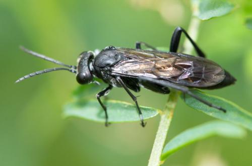 Réf. 233 387 : Macrophya annulata