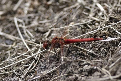Sympetrum fonscolombii