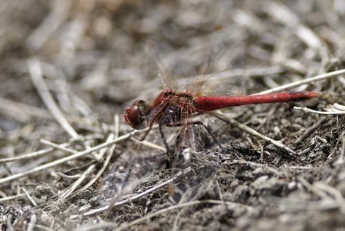 Sympetrum fonscolombii