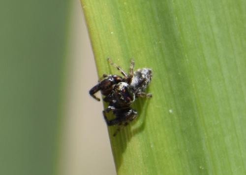 Macaroeris nidicolens