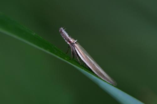 Réf. 233 038 : Pleurota sp.
