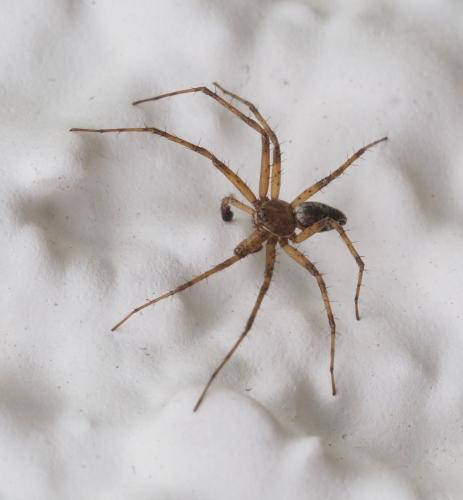 Philodromus sp.