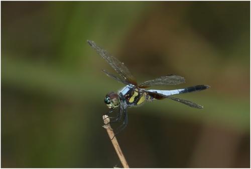 Brachydiplax chalybea