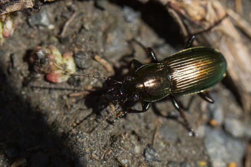Réf. 233 439 : Poecilus lepidus
