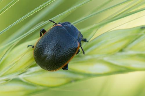 Chrysolina kuesteri