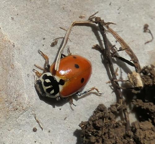 Hippodamia variegata