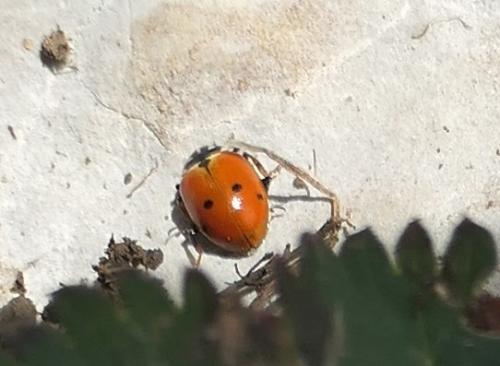 Hippodamia variegata
