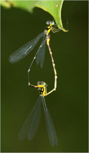 Coeliccia sp.