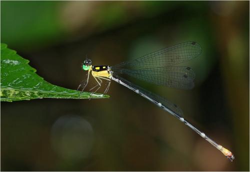 Coeliccia sp.