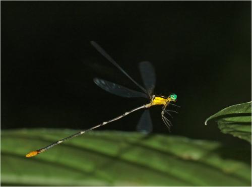 Coeliccia sp.