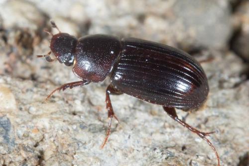 Aphodiinae