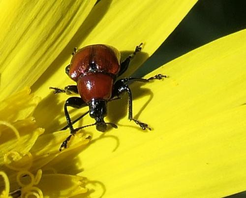 Attelabus nitens