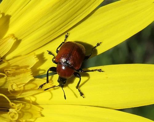 Attelabus nitens