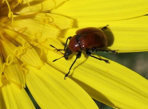 Attelabus nitens