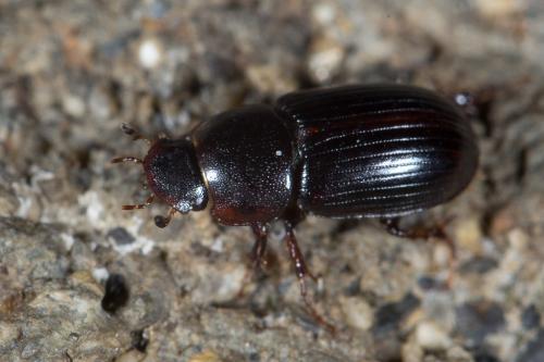 Aphodiinae
