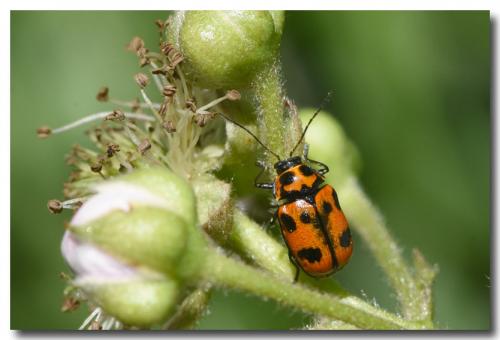 Réf. 233 096 : Cryptocephalus sexpunctatus