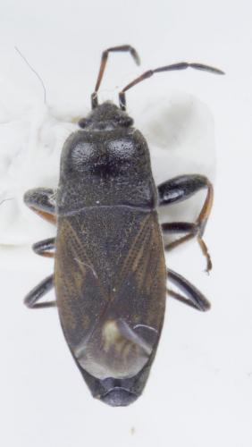 Megalonotus chiragra
