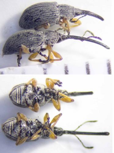 Rhopalapion longirostre