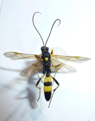 Réf. 233 469 : Amblyteles armatorius