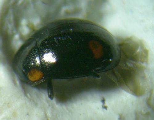 Hyperaspis campestris