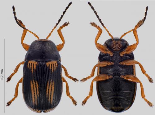 Cryptocephalus bilineatus