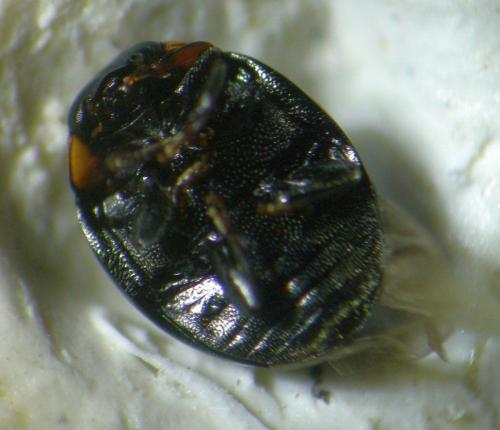 Hyperaspis campestris