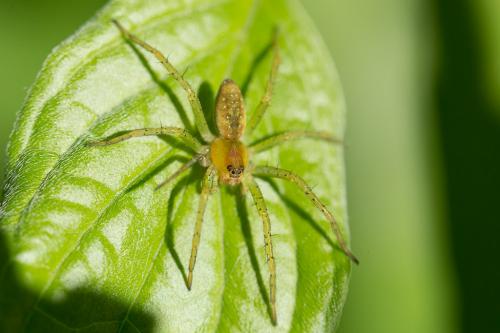 Dolomedes sp.