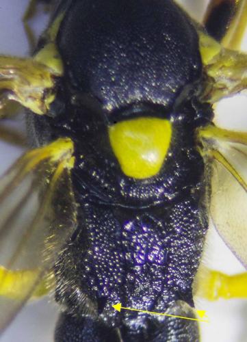 Réf. 233 470 : Amblyteles armatorius