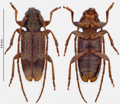 Réf. 233 191 : Exocentrus lusitanus