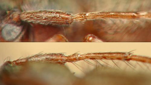 Exocentrus lusitanus