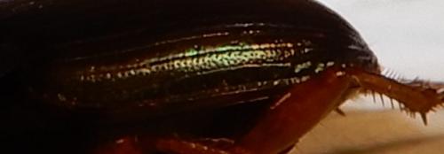 Harpalus affinis